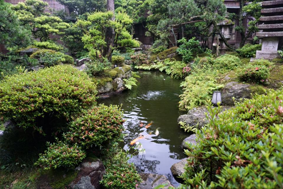 A Japanese garden with koi fish swimming in a pond.