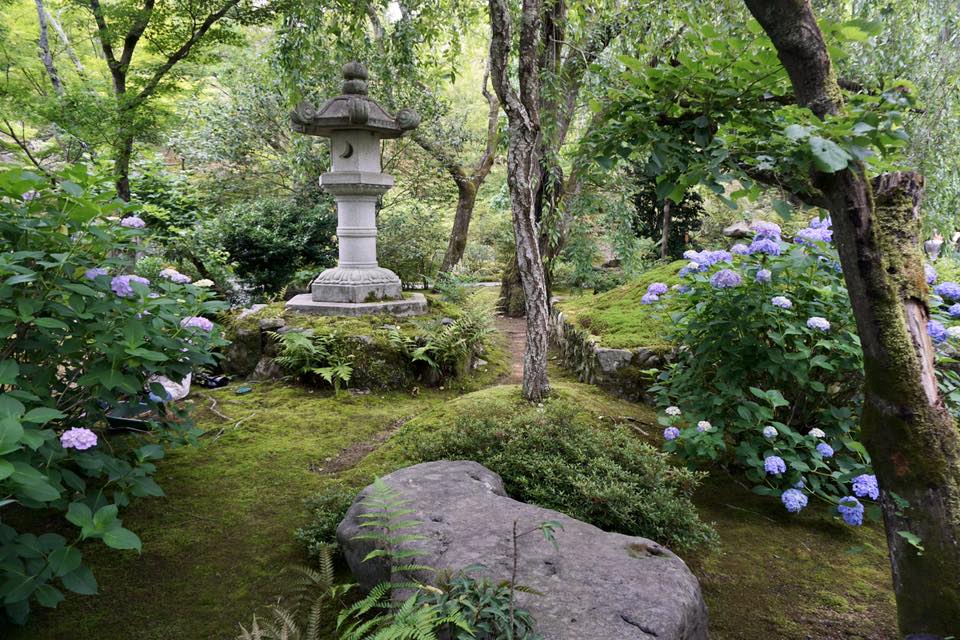 Hydrangea flowers Okochisanso Garden