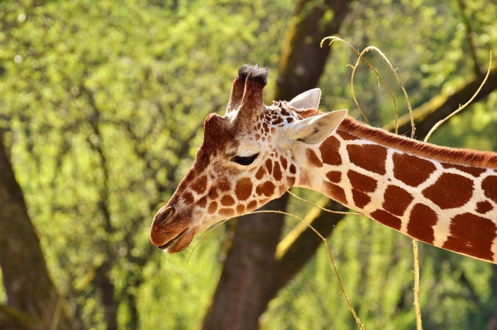 Giraffe at the St. Louis Zoo.