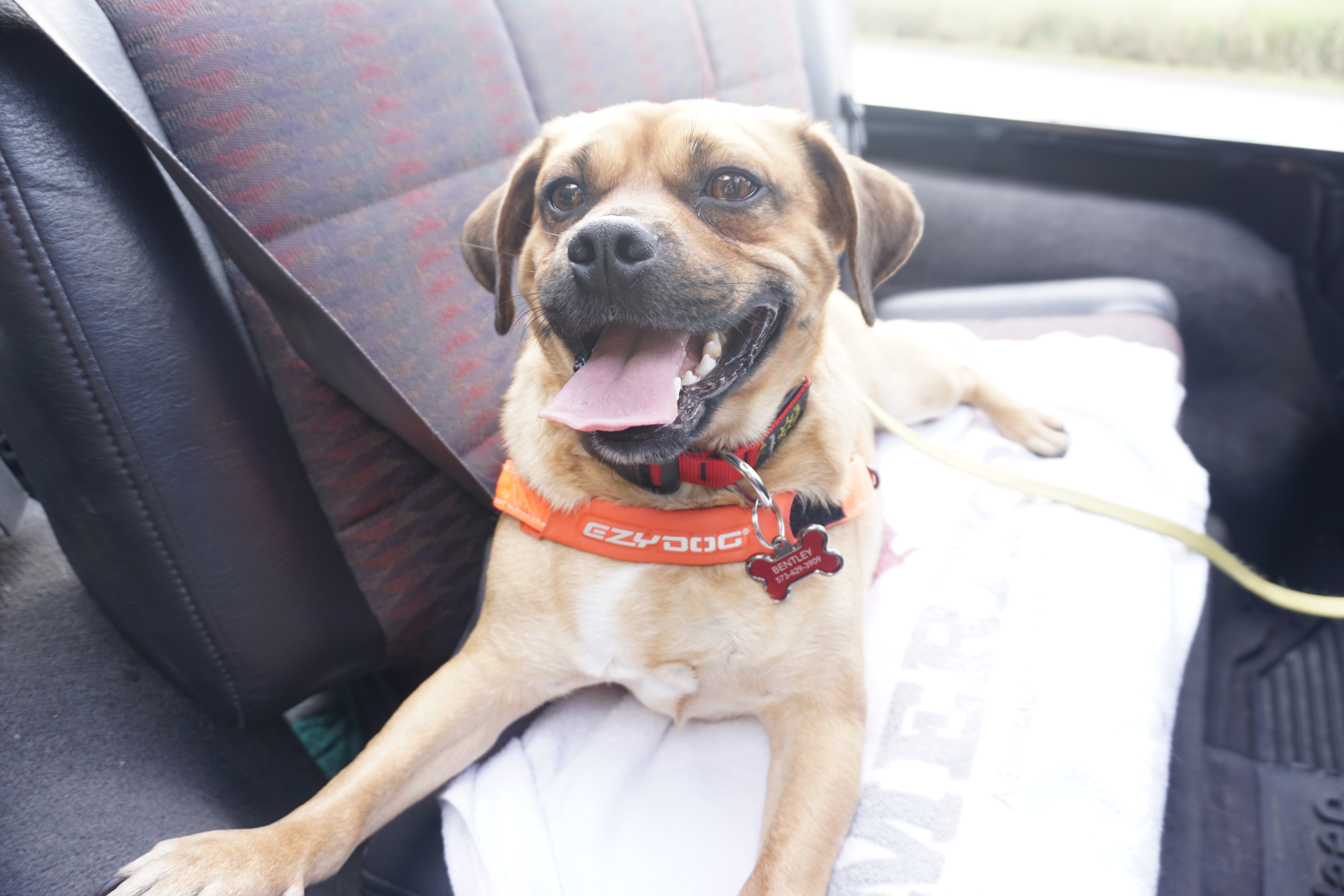 dog travel bag