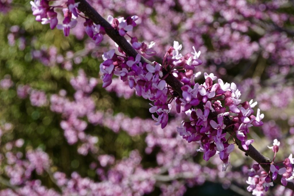 Spring at Big Cedar Lodge