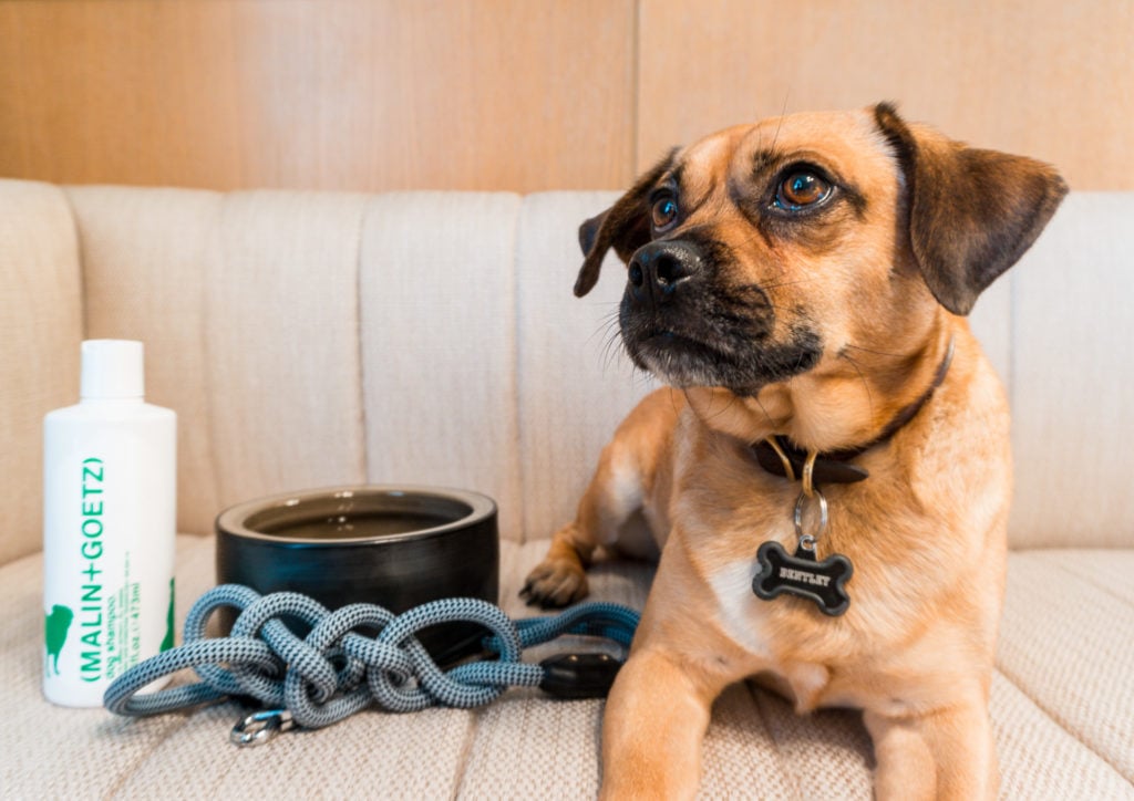 Dog posing with a bowl, leash and shampoo.