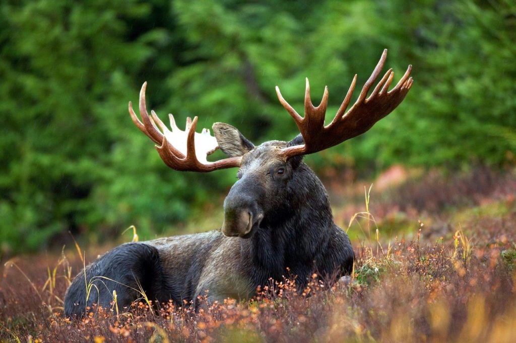 Moose in Alaska