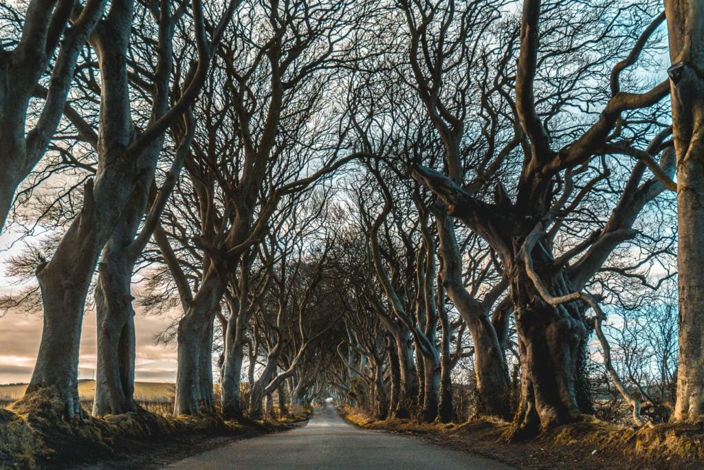 The Dark Hedges - Northern Ireland