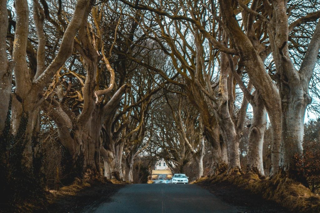 Visiting The Dark Hedges in Northern Ireland