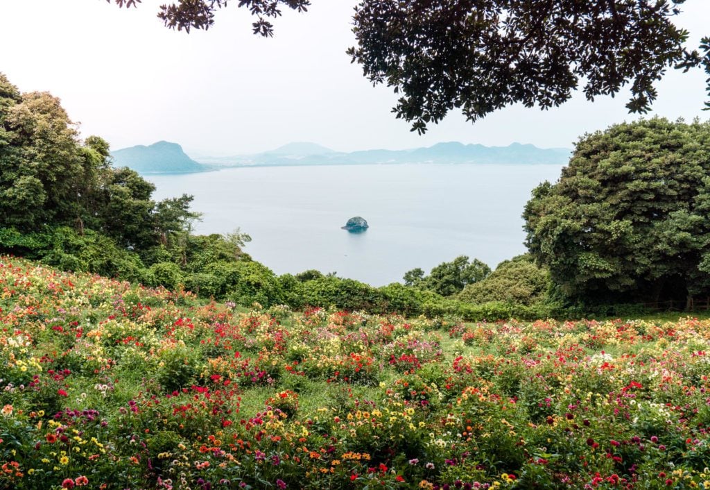 Field of wildflowers overlooking the ocean at Nokonoshima Island - Fukuoka