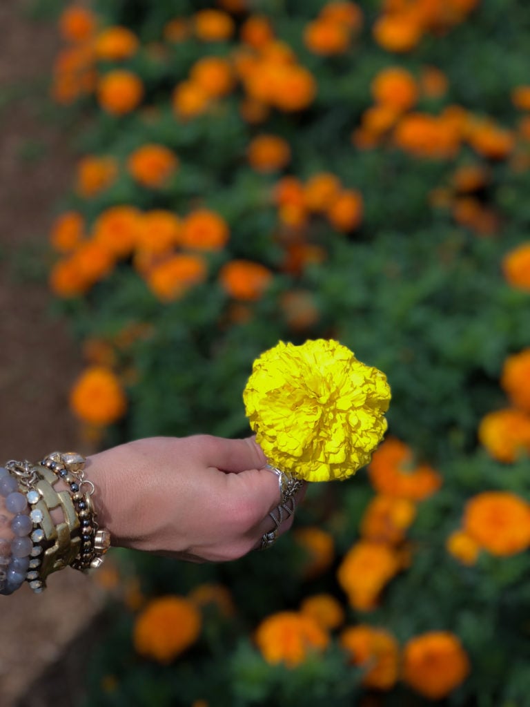 Hand holding a yellow marigold flower at Nokonoshima Island in Fukuoka, Japan