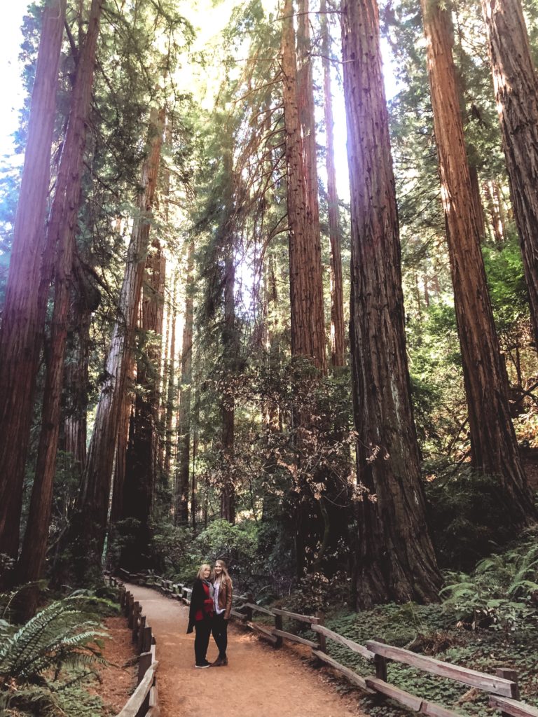 Muir Woods National Monument - tall redwood trees