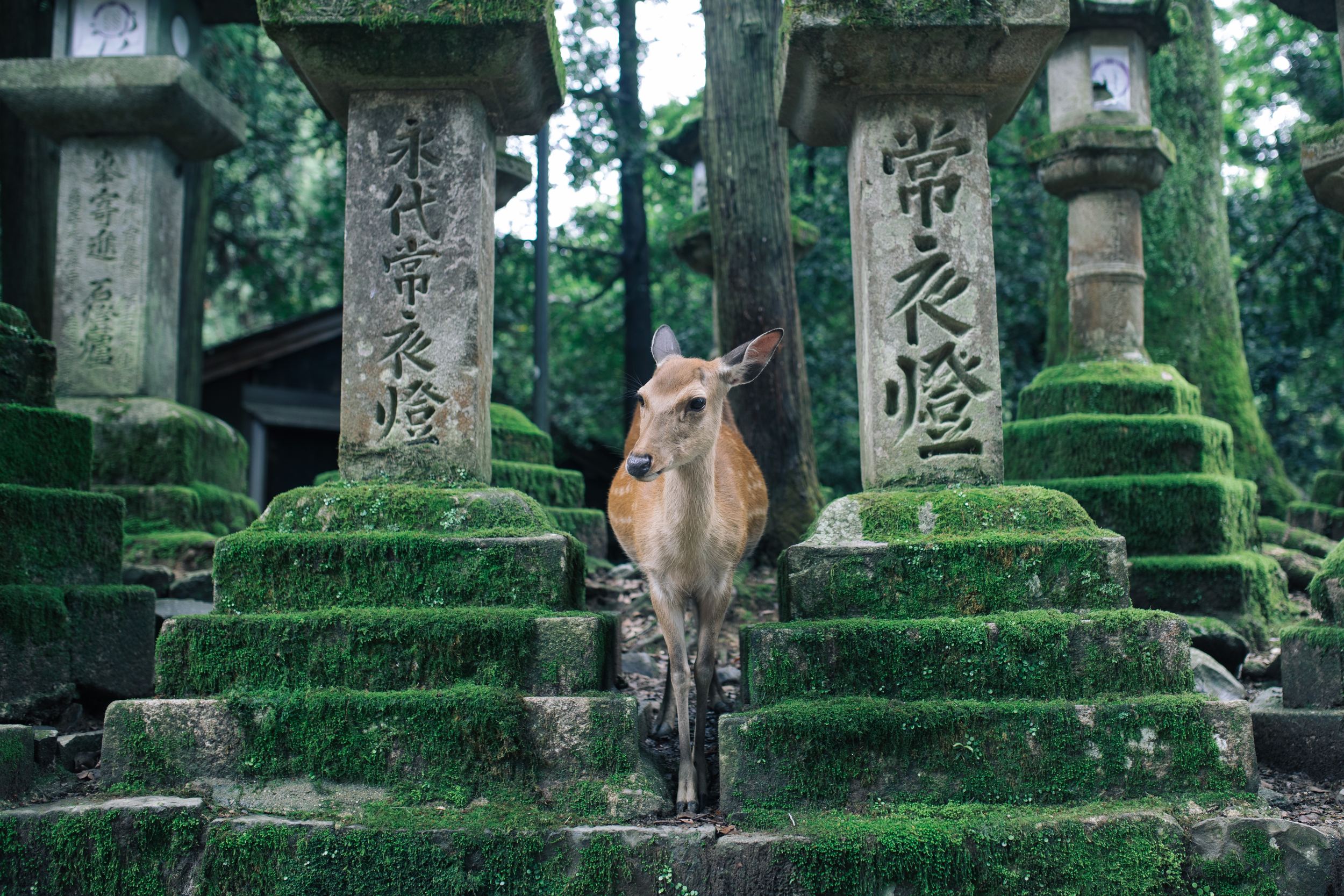 nara walk tour