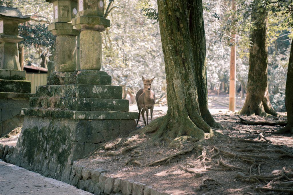 A lone deer walking through trees and stone structures in Nara Park, Japan.