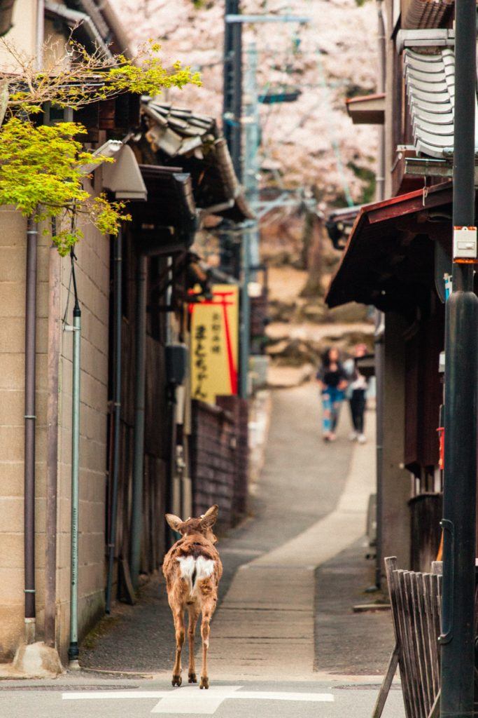 Deer strolling down the street at Miyajima Island