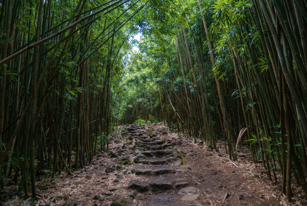 Bamboo Grove on the Pipiwai Trail in Maui.
