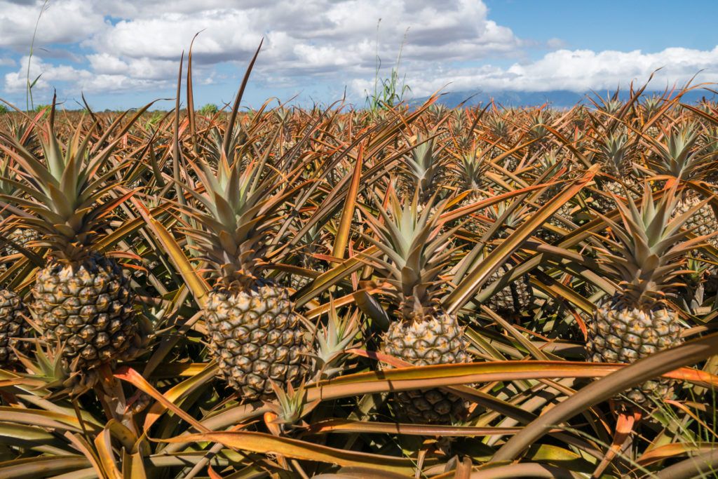 maui pineapple