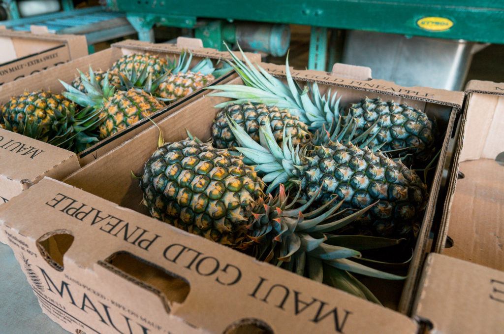 Maui Gold Pineapples boxed up at Maui Pineapple Tours.
