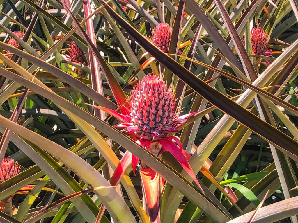 Baby pineapples at Maui Pineapple Tours.