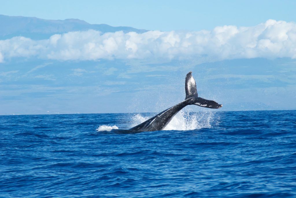 Whale in Maui
