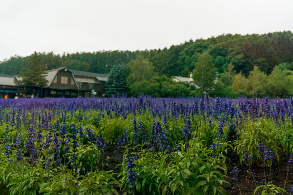 Farm Tomita - Furano Lavender Fields
