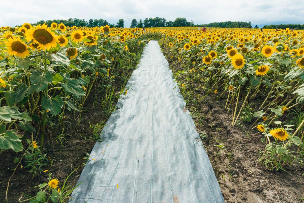 Sunflower field tarp in Hokkaido, Japan