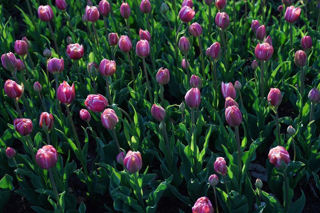 Tulips at Takino Suzuran Hillside Park